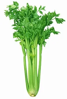 Apio agroecologíco 1 kg aprox