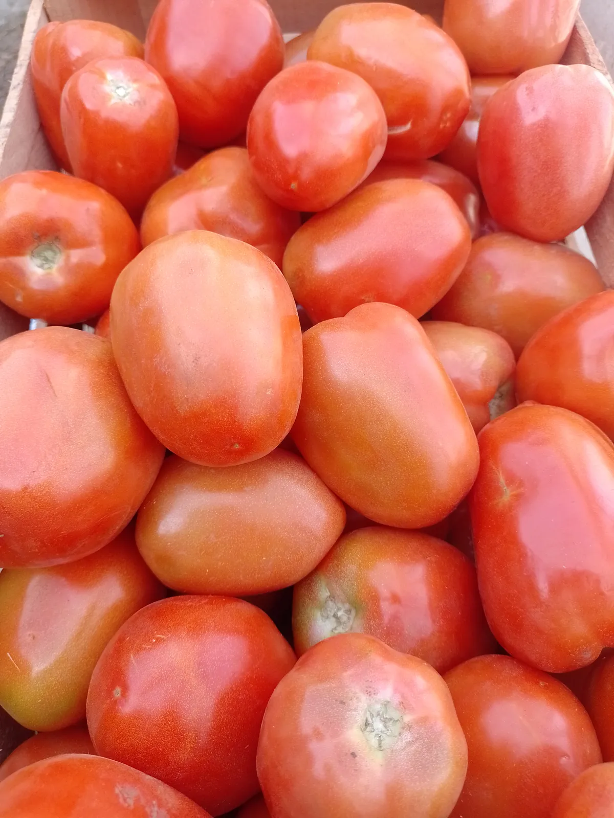 Tomate agroecologíco x kg