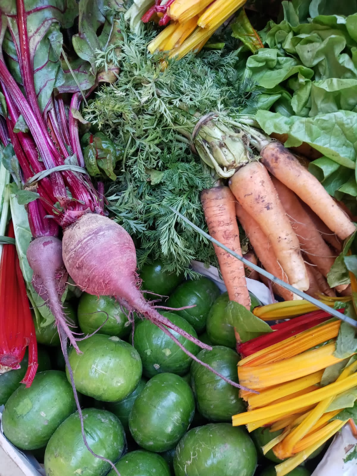 morron verde agroecologico por medio kg