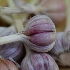 Ajo morado agroecológico